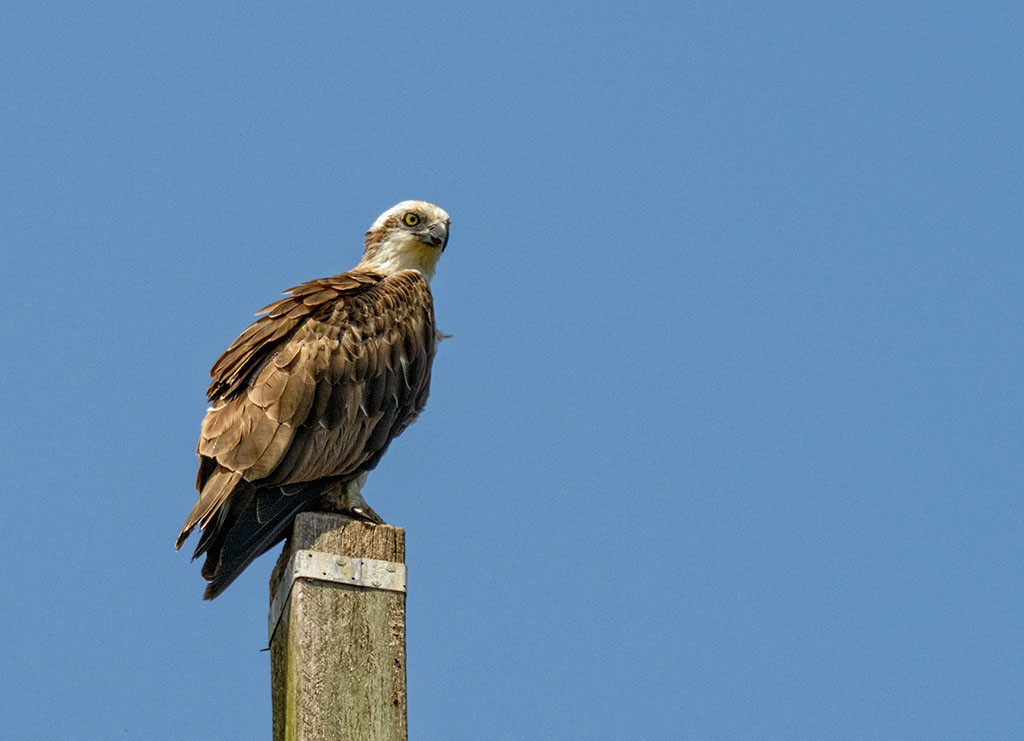 Click image for larger version

Name:	20181026_Eagleby_0030_sml.jpg
Views:	28
Size:	125.1 KB
ID:	458757