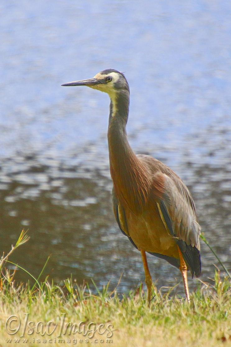 Click image for larger version

Name:	2190-White_Faced_Heron.jpg
Views:	55
Size:	88.2 KB
ID:	480870
