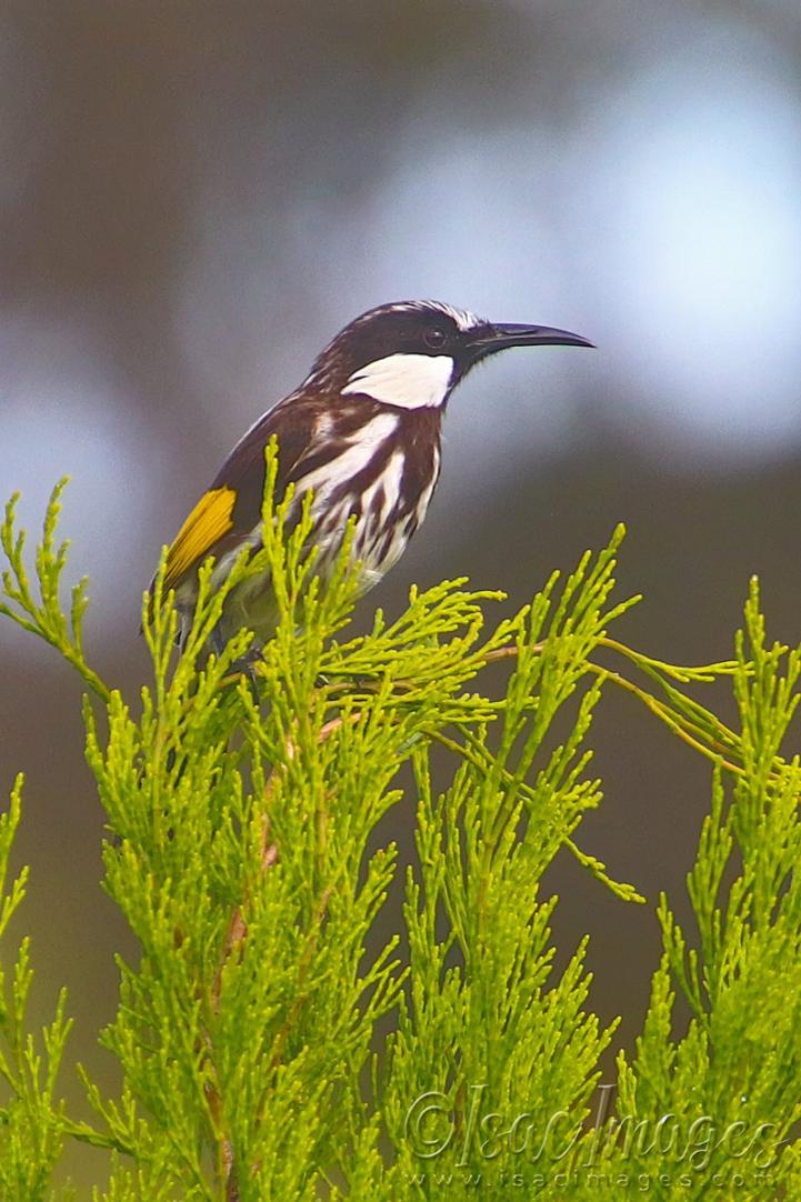 Click image for larger version

Name:	1281-White_Cheeked_Honeyeater.jpg
Views:	33
Size:	110.3 KB
ID:	480955