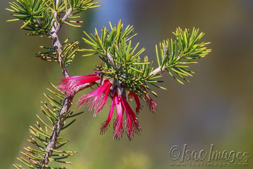 Click image for larger version

Name:	2447-One_Sided_Bottlebrush.jpg
Views:	86
Size:	99.7 KB
ID:	480963