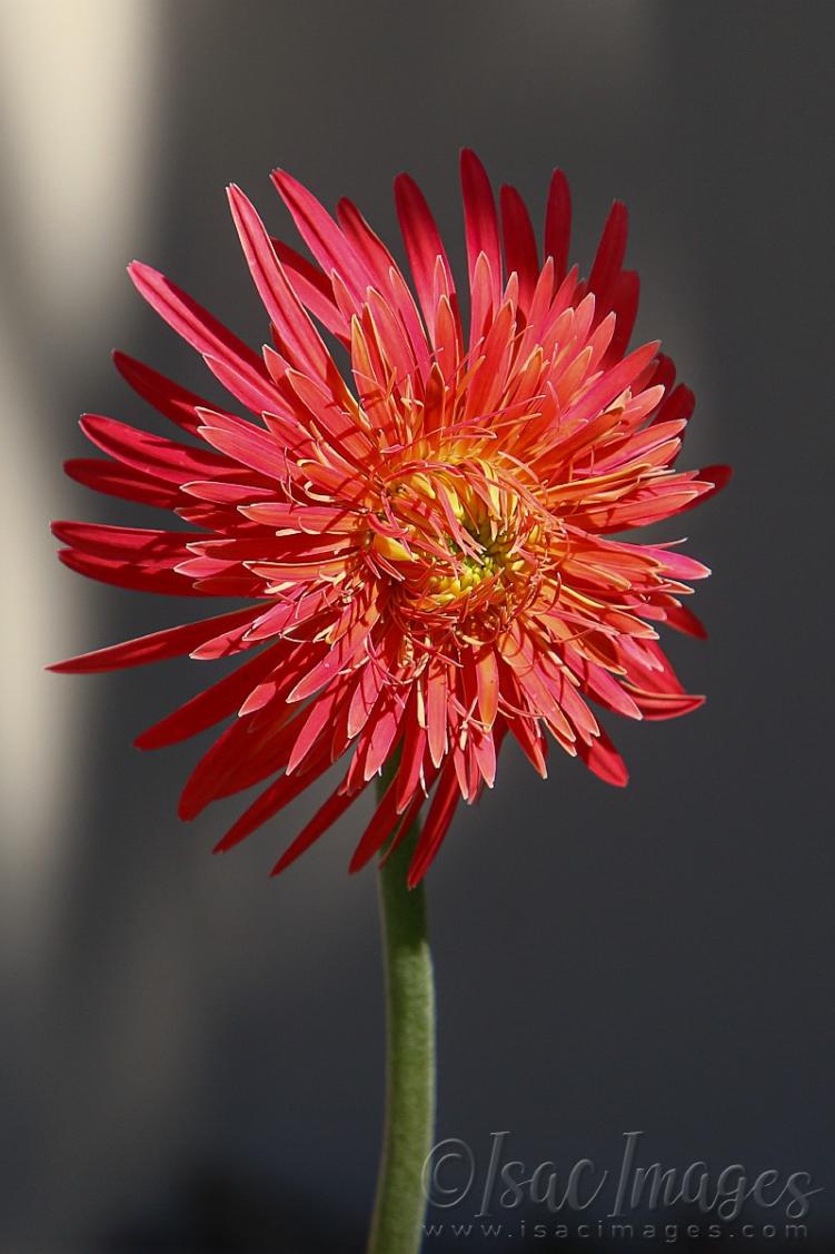 Click image for larger version

Name:	2508-Gerbera.jpg
Views:	74
Size:	84.3 KB
ID:	480964