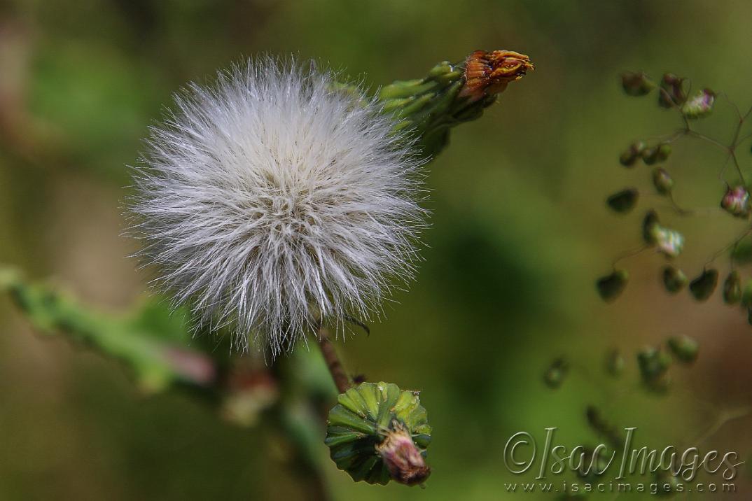 Click image for larger version

Name:	2517-Dandelion.jpg
Views:	72
Size:	82.1 KB
ID:	480965