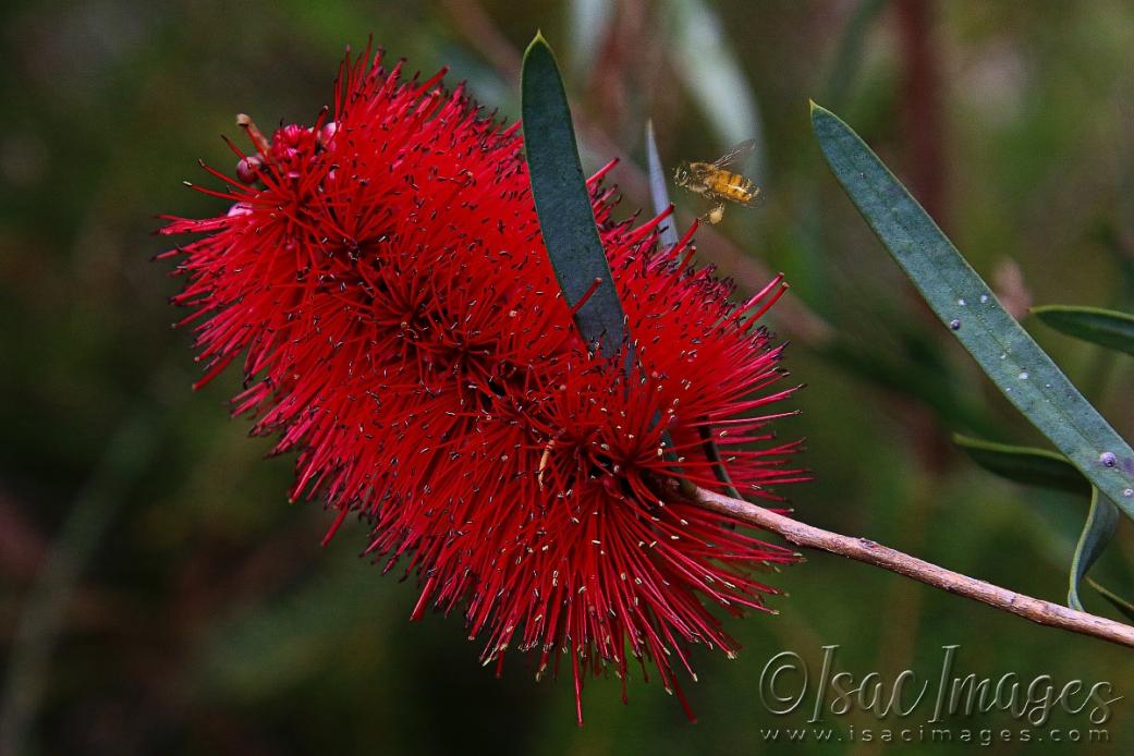 Click image for larger version

Name:	2350-Bee_Callistemon.jpg
Views:	76
Size:	90.3 KB
ID:	480966