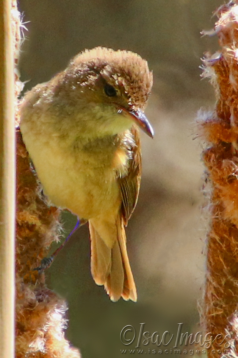 Click image for larger version

Name:	2442-Australian_Brown_Honeyeater-2.jpg
Views:	27
Size:	499.1 KB
ID:	481002