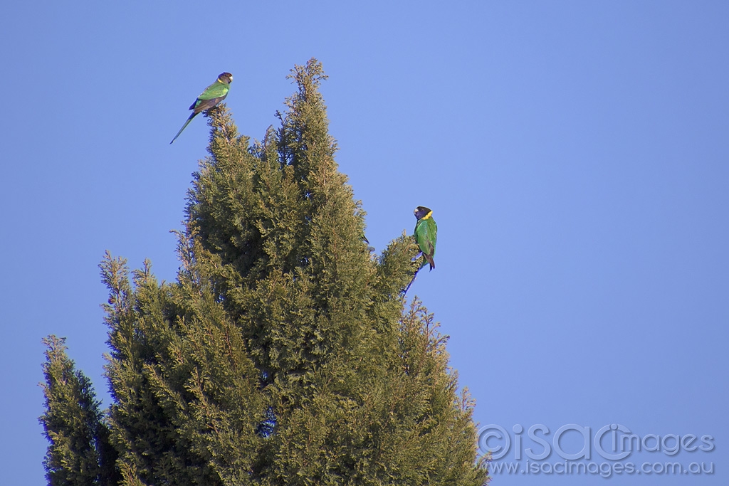 Click image for larger version

Name:	0375-Twenty_Eight_Parrots.jpg
Views:	135
Size:	422.0 KB
ID:	475283