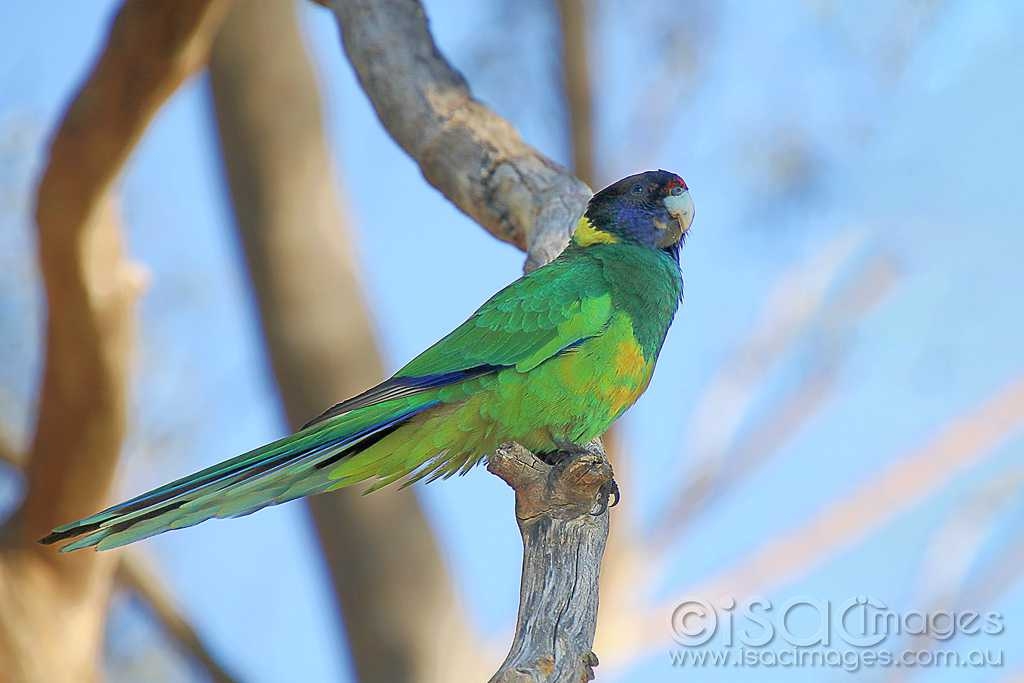 Click image for larger version

Name:	8325-Twenty_Eight_Parrot.jpg
Views:	135
Size:	187.4 KB
ID:	475366