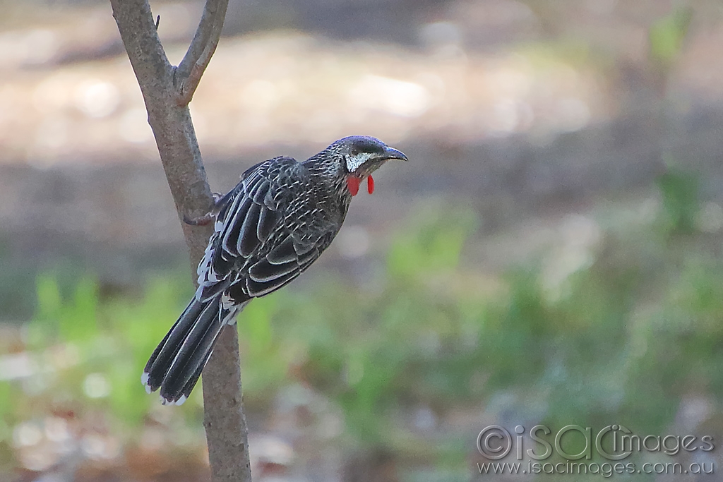 Click image for larger version

Name:	027A5139-Red_Wattle_Bird.jpg
Views:	85
Size:	370.2 KB
ID:	470139