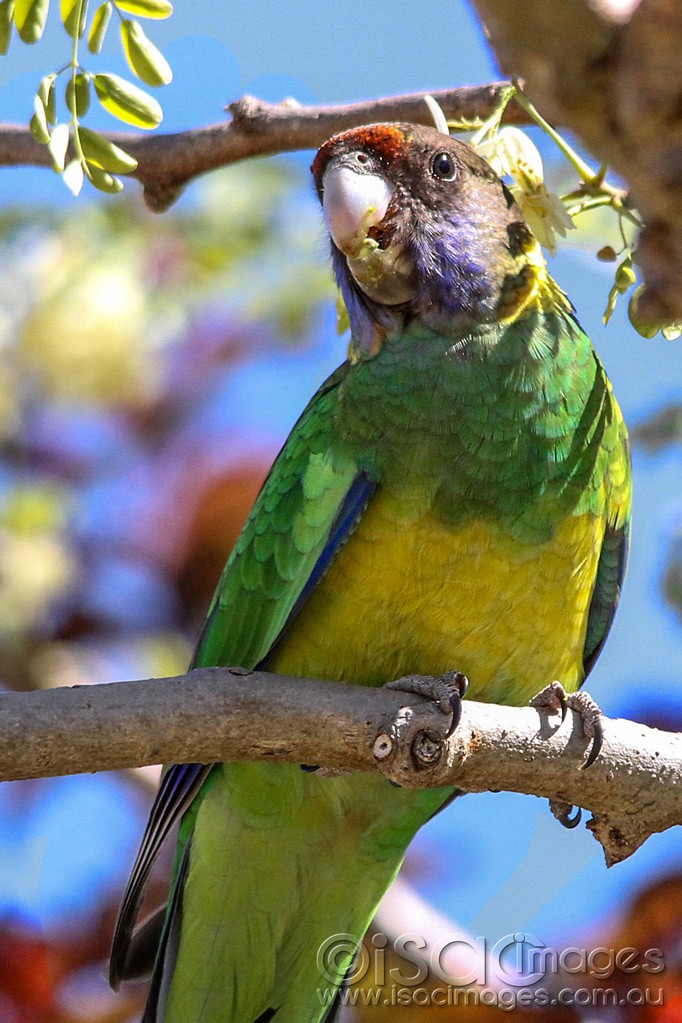 Click image for larger version

Name:	0035-Twenty-Eight-Parrot.jpg
Views:	35
Size:	200.8 KB
ID:	461283