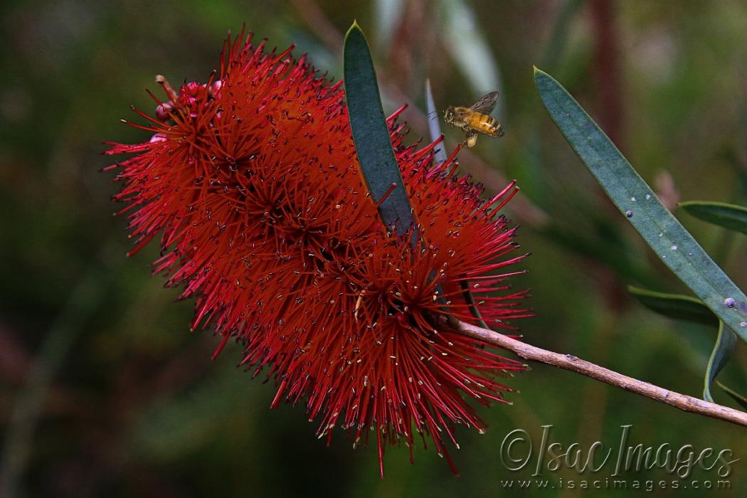 Click image for larger version

Name:	2350-Bee_Callistemon-E.jpg
Views:	62
Size:	91.9 KB
ID:	481014