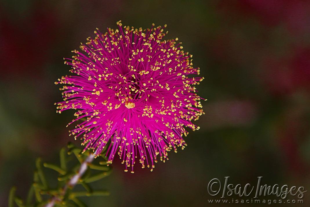 Click image for larger version

Name:	2357-Melaleuca_Carrii_Craven-web800x1200U120.jpg
Views:	50
Size:	92.0 KB
ID:	481033
