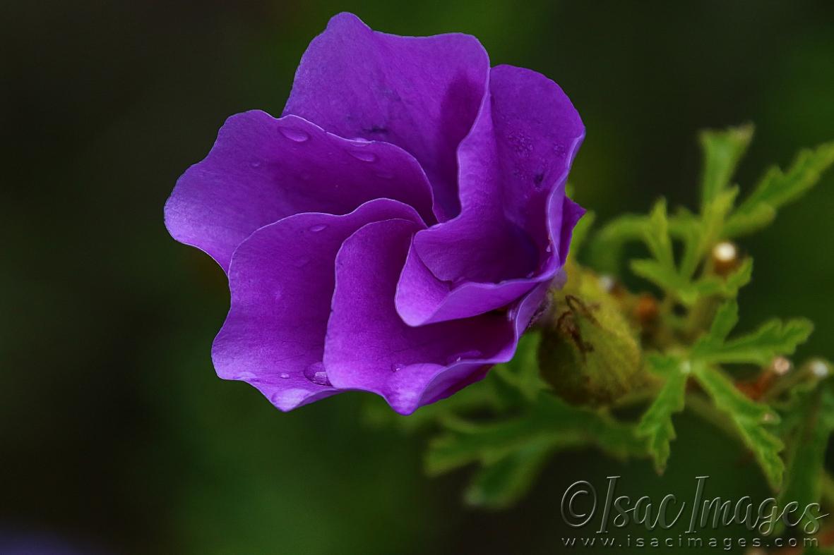 Click image for larger version

Name:	2354-Australian_Native_Hibiscus-web800x1200U120.jpg
Views:	53
Size:	64.4 KB
ID:	481034