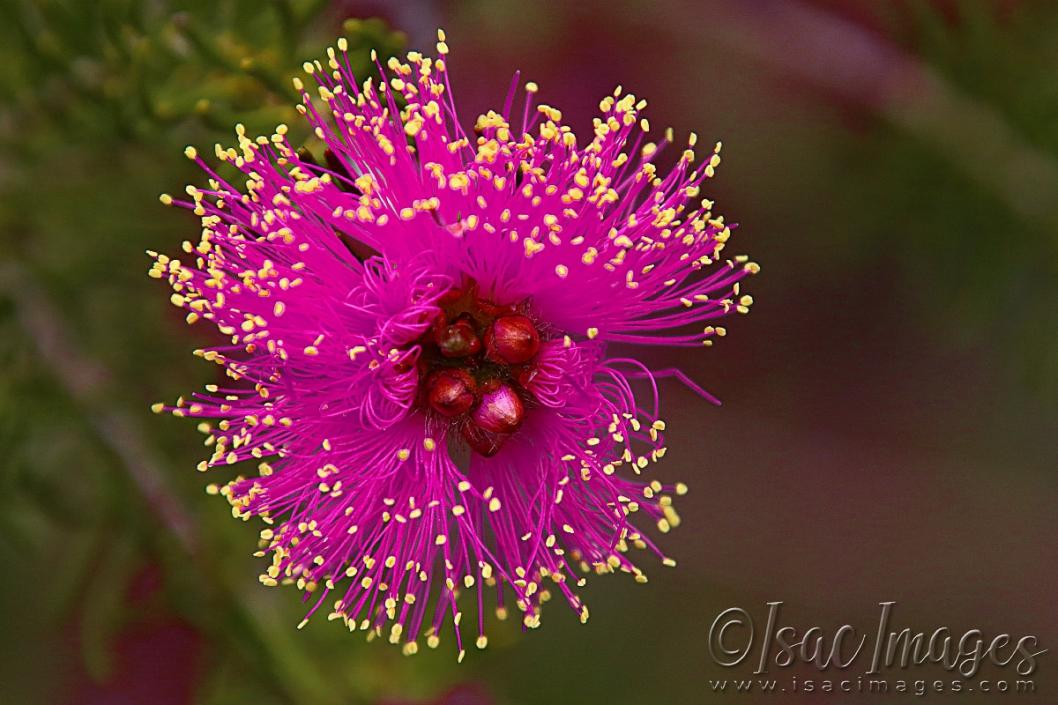 Click image for larger version

Name:	2359-Melaleuca_Carrii_Craven-web800x1200U120.jpg
Views:	46
Size:	98.9 KB
ID:	481035