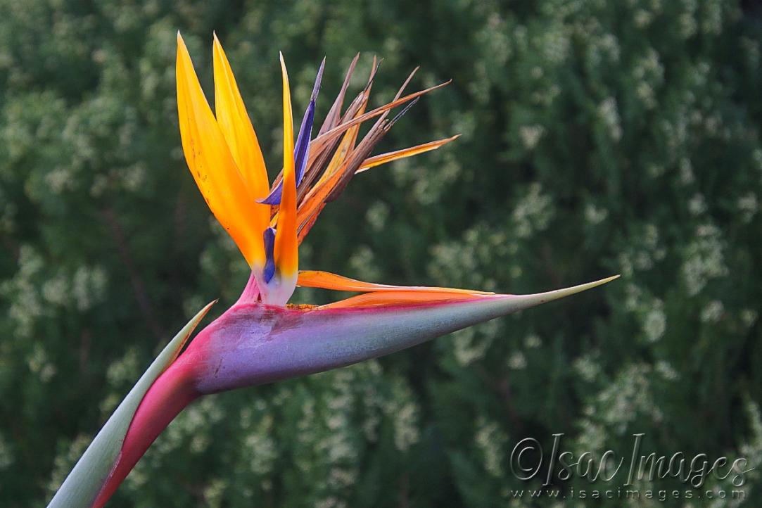 Click image for larger version

Name:	1021-Bird_Of_Paradise.jpg
Views:	72
Size:	81.8 KB
ID:	481040