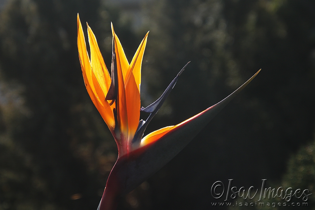 Click image for larger version

Name:	0795-Bird_Of_Paradise.jpg
Views:	71
Size:	477.3 KB
ID:	481041