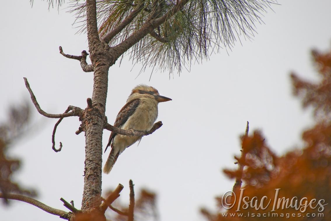 Click image for larger version

Name:	2374-Kookaburra_400mm.jpg
Views:	41
Size:	105.7 KB
ID:	481096