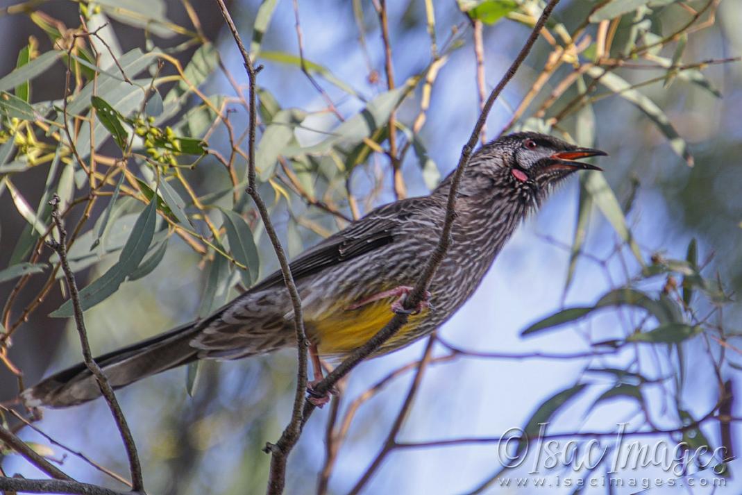 Click image for larger version

Name:	0911-Red_Wattle_Bird.jpg
Views:	33
Size:	108.2 KB
ID:	481097