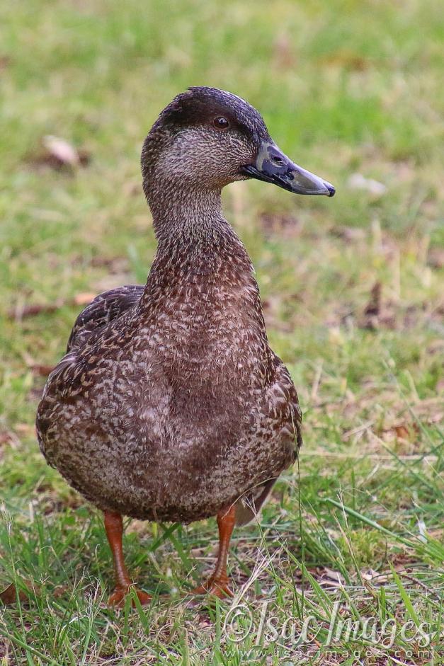 Click image for larger version

Name:	2322-Pacific_Black_Duck.jpg
Views:	35
Size:	123.2 KB
ID:	481100