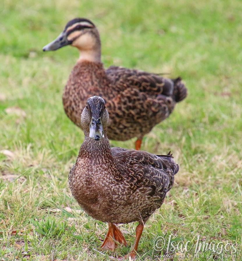 Click image for larger version

Name:	2297-Pacific_Black_Ducks.jpg
Views:	32
Size:	136.7 KB
ID:	481102
