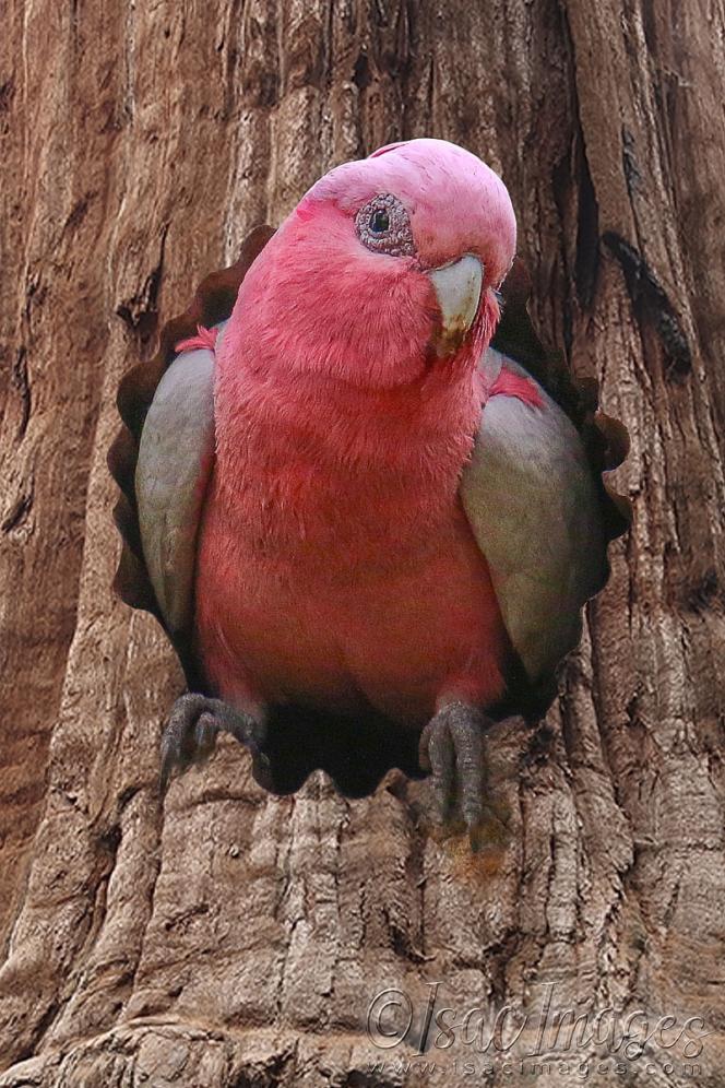 Click image for larger version

Name:	2598-Galah_In_Tree.jpg
Views:	75
Size:	141.6 KB
ID:	481111