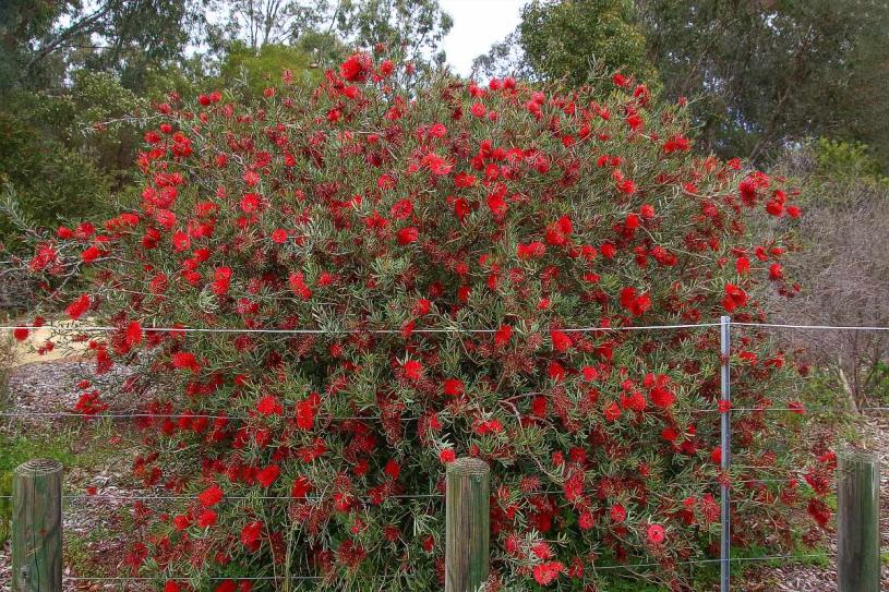 Click image for larger version

Name:	2363-Scarlet_Callistemon-web800x1200U120.jpg
Views:	50
Size:	152.4 KB
ID:	481118