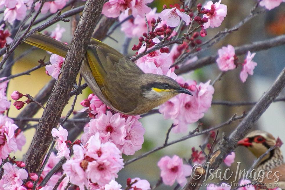 Click image for larger version

Name:	1023-Singing_Honeyeater-Partridge.jpg
Views:	34
Size:	105.3 KB
ID:	481134