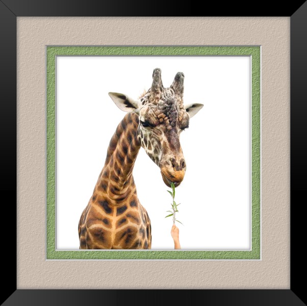 Click image for larger version

Name:	AP-caralan-giraffeE1.jpg
Views:	30
Size:	75.6 KB
ID:	418582