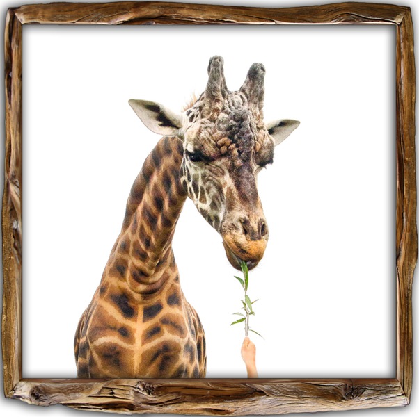 Click image for larger version

Name:	AP-caralan-giraffe-E2.jpg
Views:	27
Size:	92.7 KB
ID:	418584
