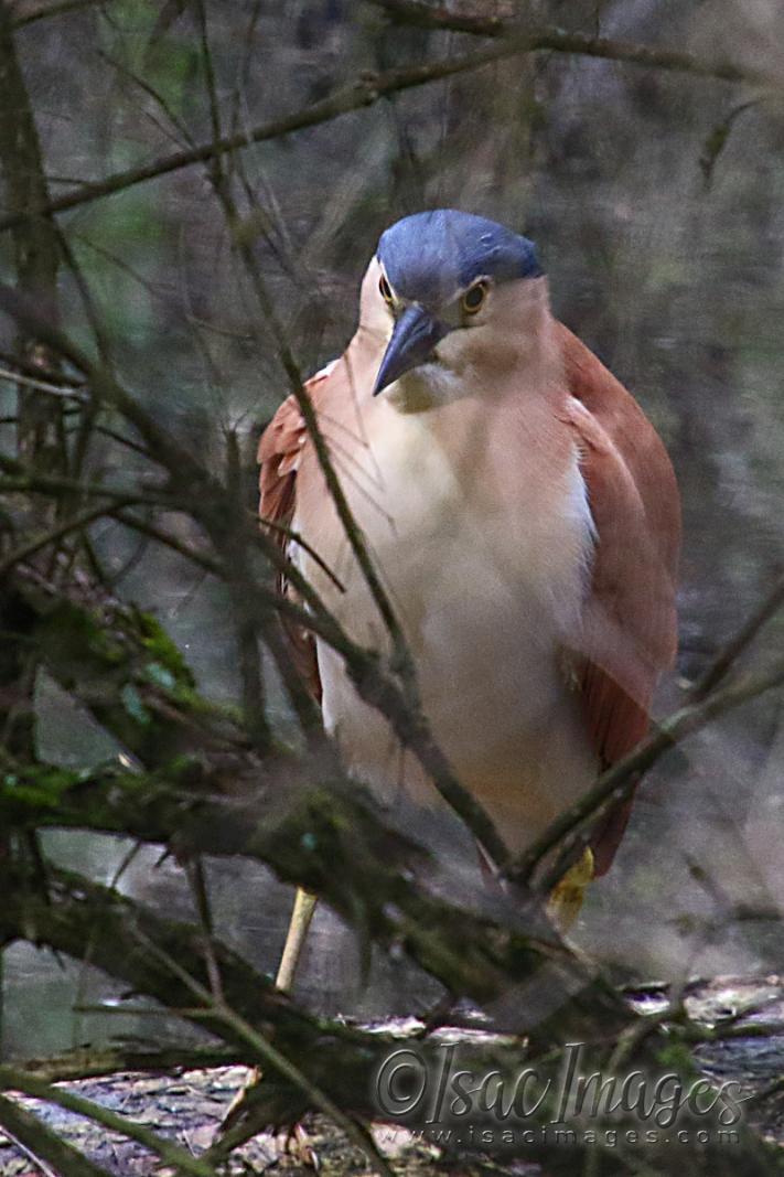 Click image for larger version

Name:	2643-Nankeen_Night_Heron.jpg
Views:	69
Size:	99.0 KB
ID:	481170