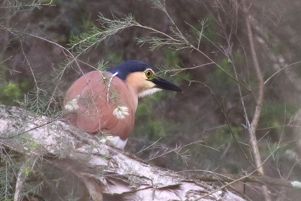 Click image for larger version

Name:	2648-Nankeen_Night_Heron-1.jpg
Views:	71
Size:	117.2 KB
ID:	481168