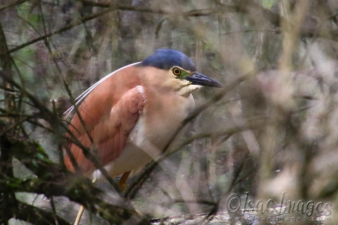 Click image for larger version

Name:	2644-Nankeen_Night_Heron.jpg
Views:	61
Size:	94.6 KB
ID:	481169