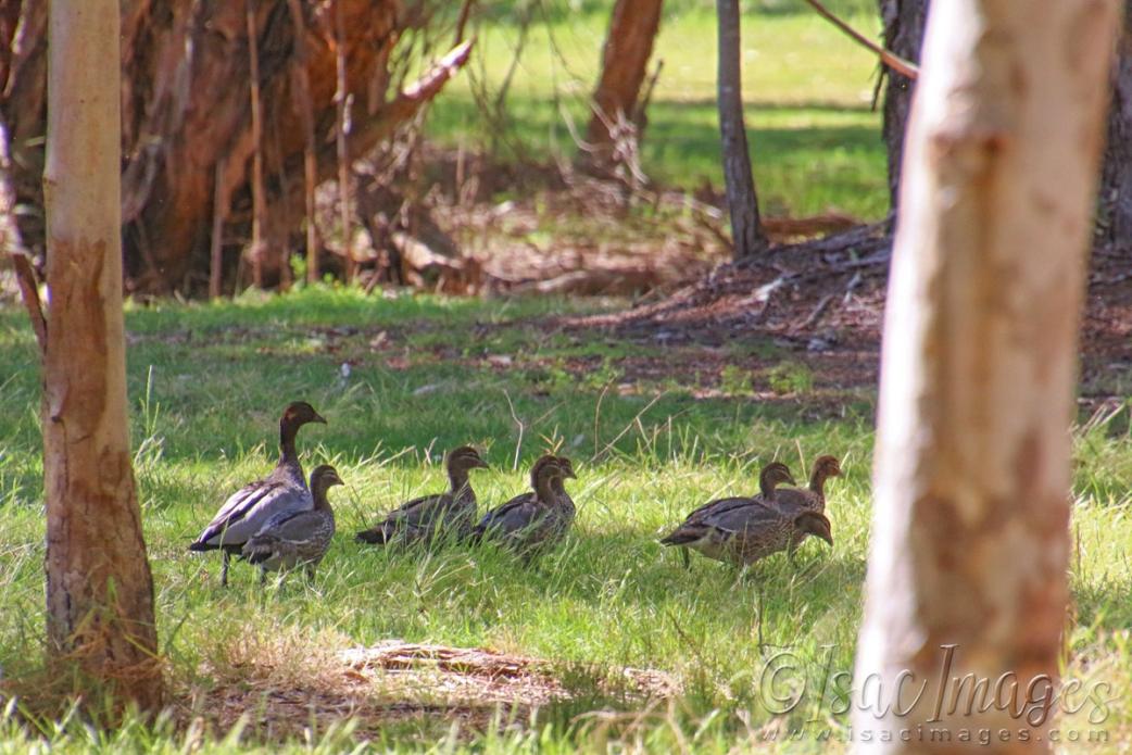 Click image for larger version

Name:	2809-Wood_Ducks.jpg
Views:	53
Size:	118.4 KB
ID:	481184