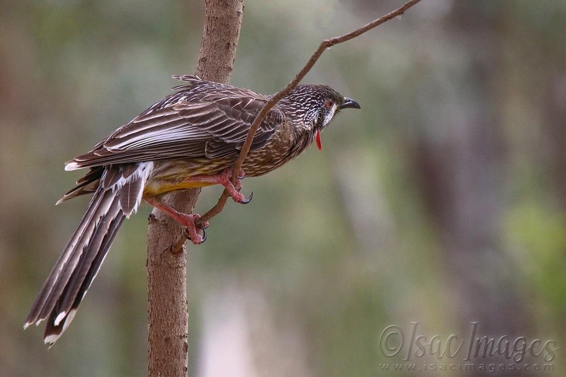 Click image for larger version

Name:	2748-Red_Wattle_Bird.jpg
Views:	89
Size:	79.1 KB
ID:	481186