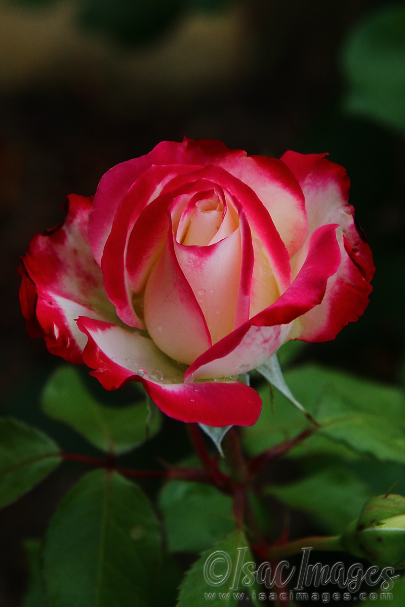 Click image for larger version

Name:	2840-Fire_and_Ice_Rose.jpg
Views:	58
Size:	453.9 KB
ID:	481194