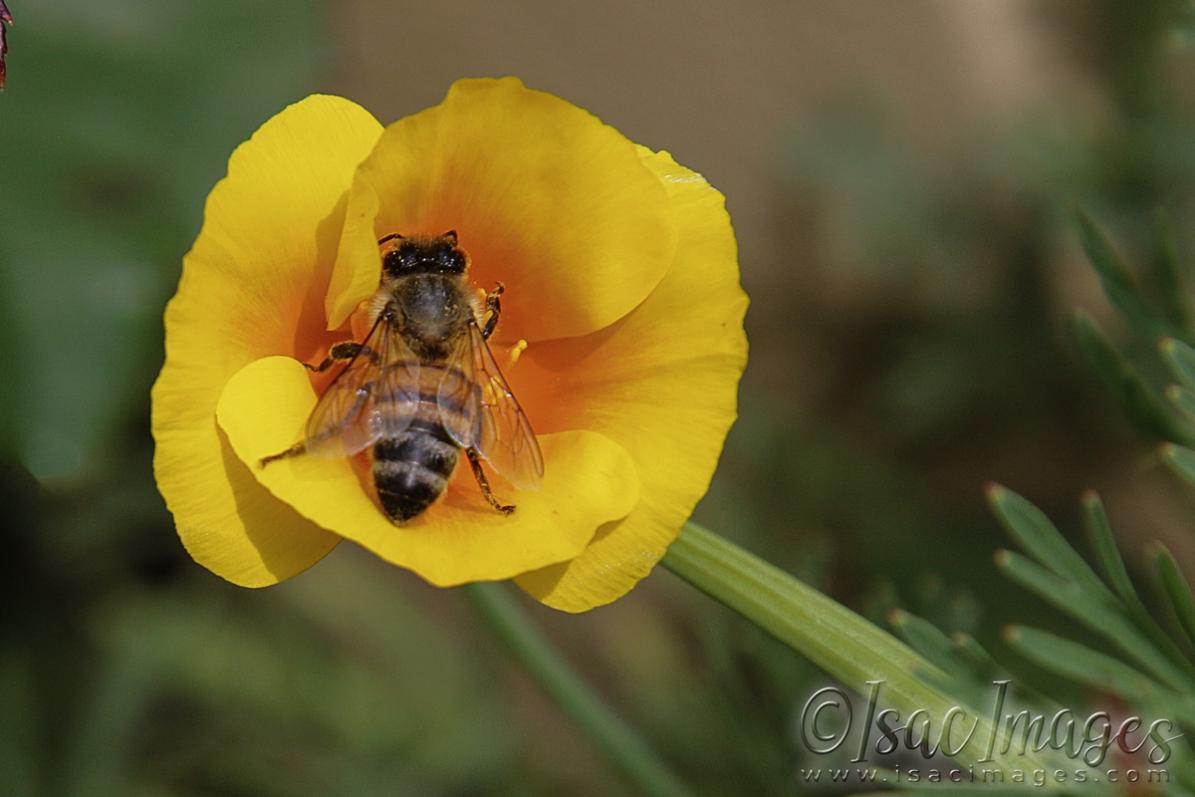 Click image for larger version

Name:	2930-Bee_Poppy.jpg
Views:	69
Size:	66.9 KB
ID:	481211