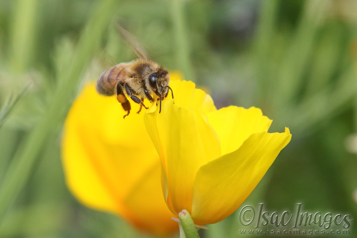 Click image for larger version

Name:	2924-Bee_Poppy.jpg
Views:	60
Size:	425.6 KB
ID:	481212