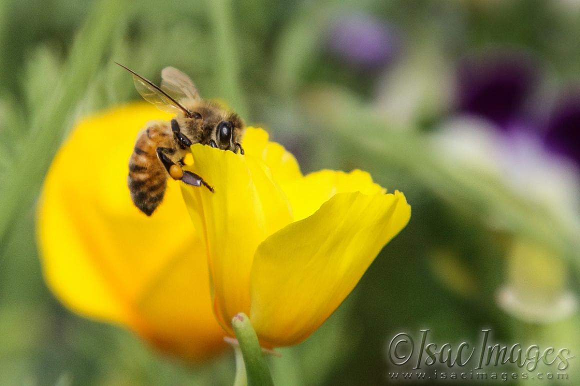 Click image for larger version

Name:	2926-Bee_Poppy.jpg
Views:	64
Size:	70.9 KB
ID:	481213