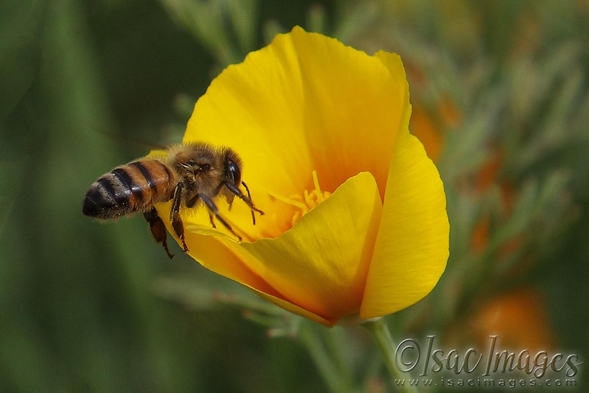 Click image for larger version

Name:	2919-Bee_Poppy.jpg
Views:	68
Size:	70.9 KB
ID:	481214