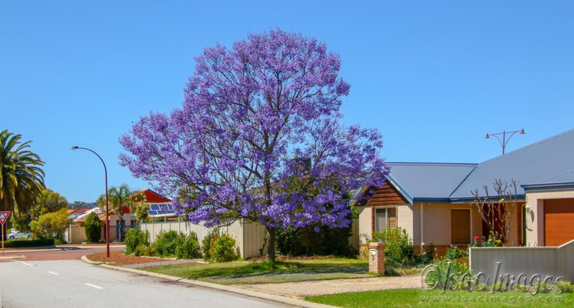 Click image for larger version

Name:	2352-Jacaranda_Tree.jpg
Views:	52
Size:	107.6 KB
ID:	481241