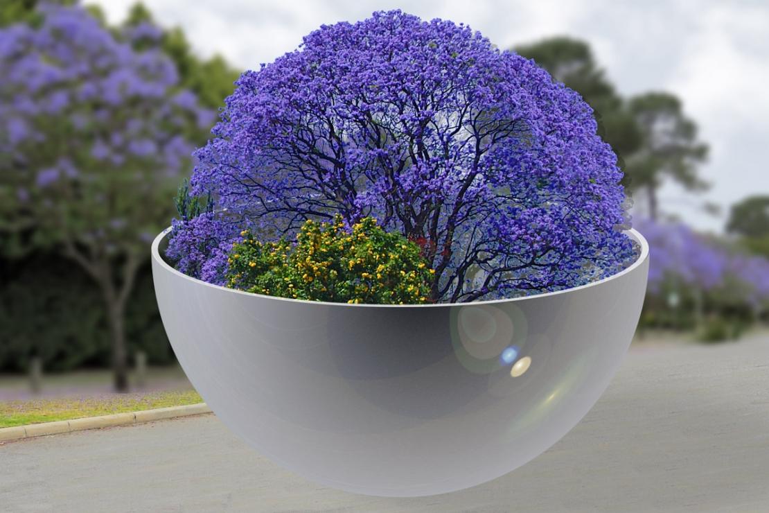 Click image for larger version

Name:	Jacaranda-Bowl-in-Street.jpg
Views:	50
Size:	108.7 KB
ID:	481242