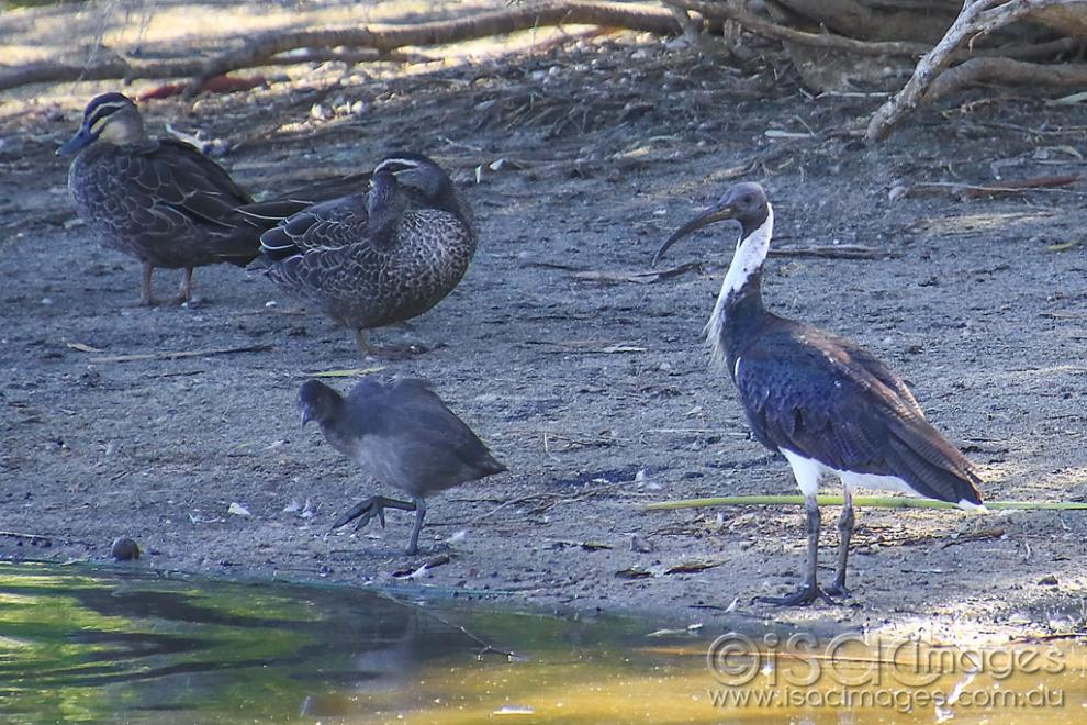 Click image for larger version

Name:	4958-Straw_Necked_Ibis.jpg
Views:	92
Size:	146.6 KB
ID:	475527