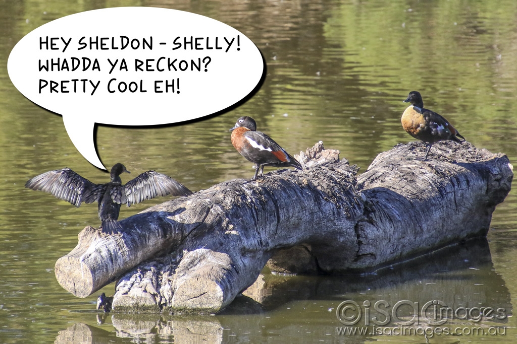 Click image for larger version

Name:	5397_Birds_On_Log.jpg
Views:	116
Size:	507.9 KB
ID:	475548