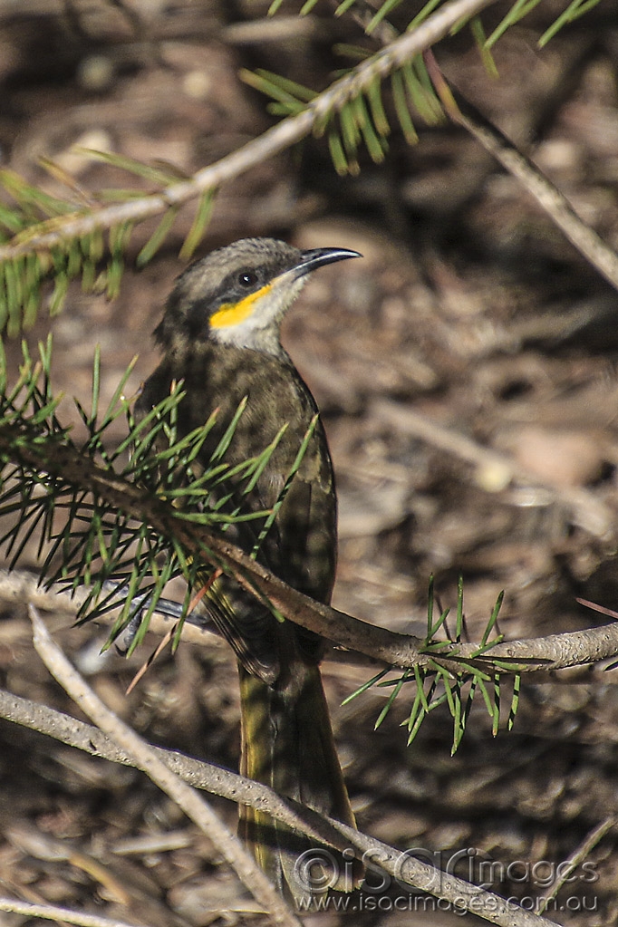 Click image for larger version

Name:	5385-Singing_Honeyeater.jpg
Views:	138
Size:	494.2 KB
ID:	475549
