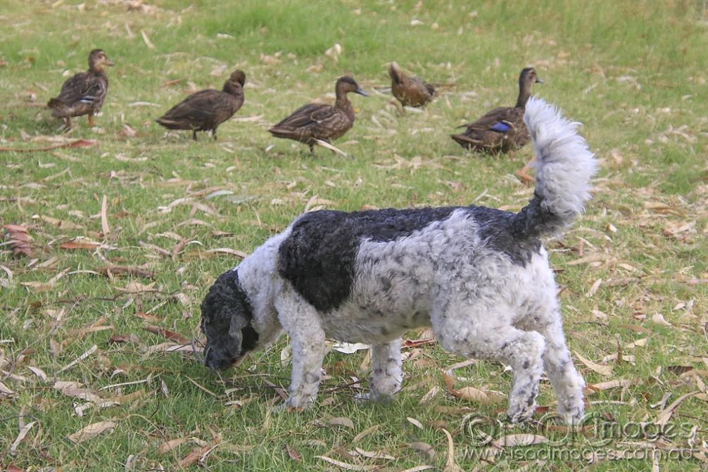 Click image for larger version

Name:	5359-Charlie_Ducks.jpg
Views:	120
Size:	138.2 KB
ID:	475550