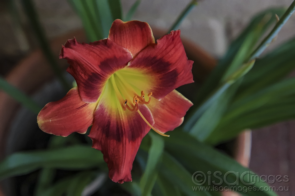 Click image for larger version

Name:	4333-Day_Lily.jpg
Views:	65
Size:	332.0 KB
ID:	474986