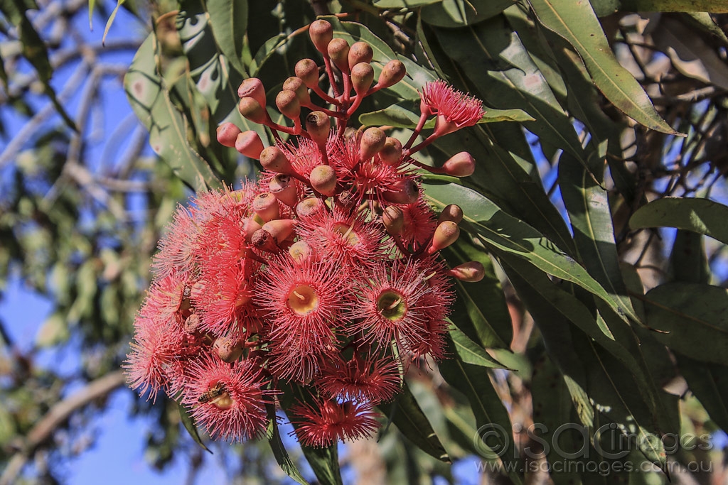 Click image for larger version

Name:	4328-Flowering_Gum.jpg
Views:	68
Size:	547.0 KB
ID:	474987