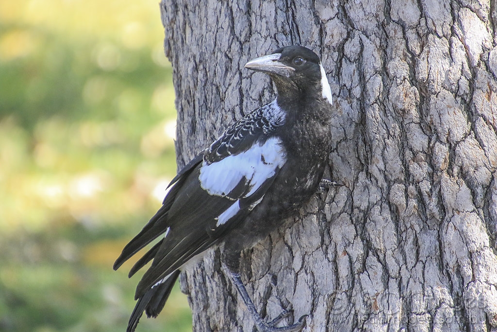 Click image for larger version

Name:	4047-Magpie.jpg
Views:	80
Size:	575.5 KB
ID:	474936