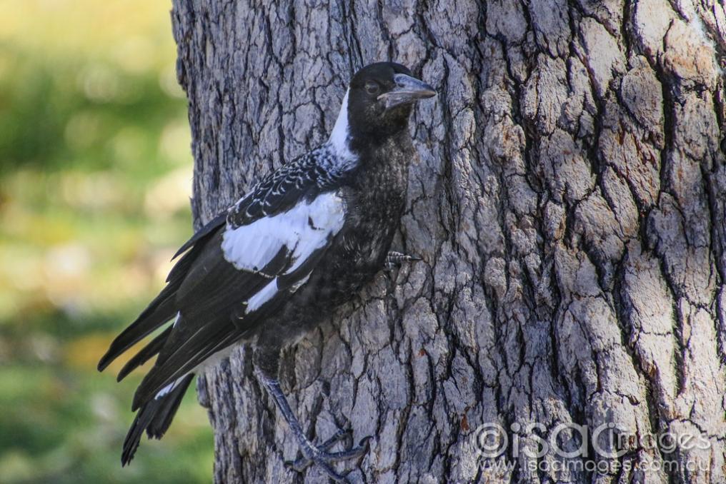Click image for larger version

Name:	4044-Magpie.jpg
Views:	65
Size:	137.2 KB
ID:	474937