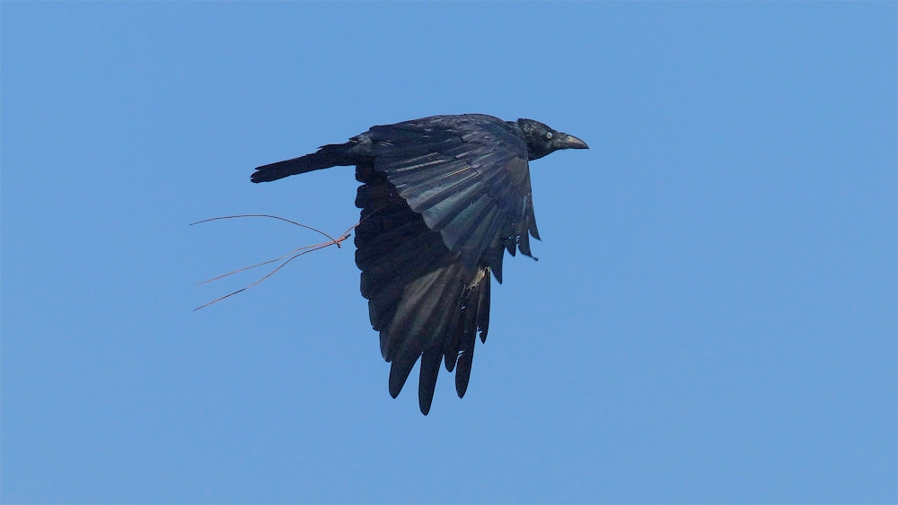 Click image for larger version

Name:	Crow-Phil.jpg
Views:	91
Size:	237.1 KB
ID:	475600