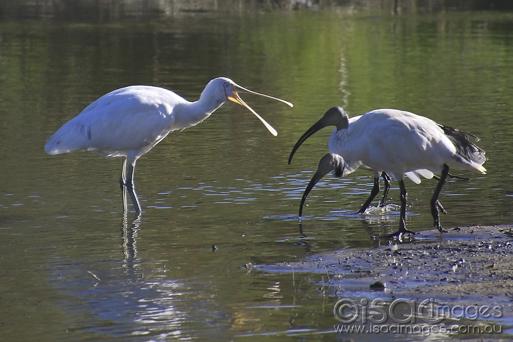 Click image for larger version

Name:	5568-Yellow_Billed_Spoonbill.jpg
Views:	116
Size:	452.3 KB
ID:	475652