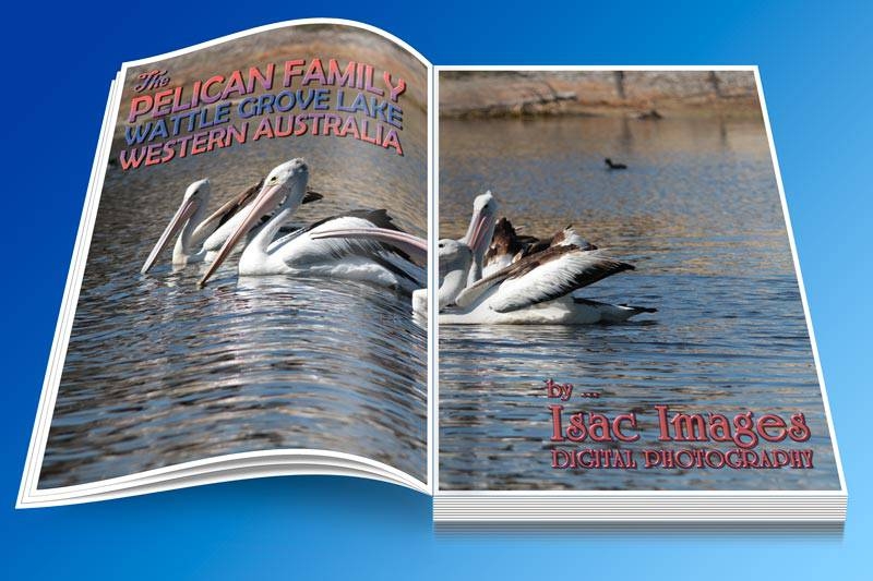 Click image for larger version

Name:	Book-Open-Pelicans.jpg
Views:	103
Size:	212.6 KB
ID:	475615